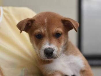 Marlin -  Shepherd and Australian Cattle Dog Blue Heeler Dog for Adoption in Portland, Oregon - Marlin | PetCurious