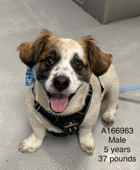 Colt -  Cardigan Welsh Corgi and Mixed Breed Dog for Adoption in Calgary, Alberta - Colt | PetCurious