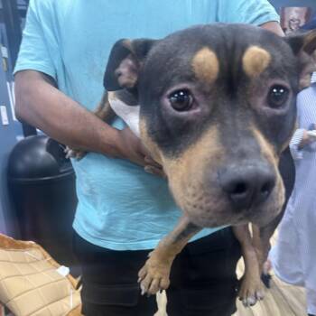Churro -  Pit Bull Terrier Dog for Adoption in Newark, New Jersey - Churro | PetCurious