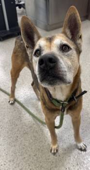 Rescue Shepherd and Mixed Breed Dogs for Adoption in Fishers, Indiana - Sandler | PetCurious