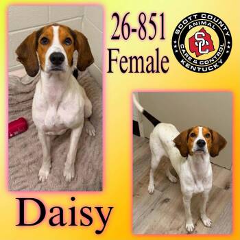 Daisy -  Foxhound Dog for Adoption in Georgetown, Kentucky - Daisy | PetCurious