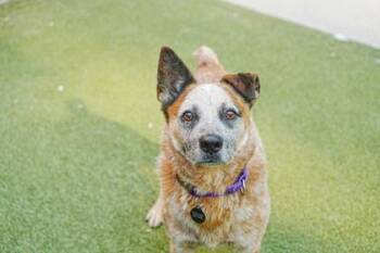 Boy -  Fox Terrier and Mixed Breed Dog for Adoption in Bellevue, Washington - Boy | PetCurious