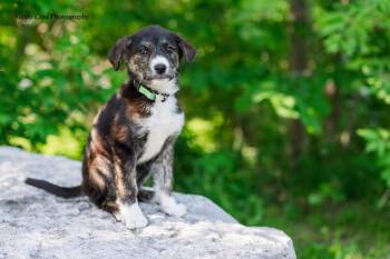 Twilight -  Labrador Retriever and Husky Dog for Adoption in Drumbo, Ontario - Twilight | PetCurious