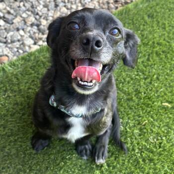 Chihuahua Dogs Available for Adoption in Anderson, South Carolina - Fred | PetCurious