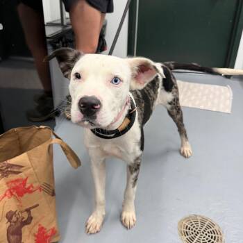 Booyah -  Catahoula Leopard Dog and Terrier Dog for Adoption in Carencro, Louisiana - Booyah | PetCurious