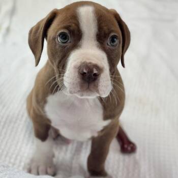 Mixed Breed Dogs Available for Adoption in Freeport, Florida - Rudder | PetCurious