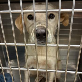 Ralph -  Labrador Retriever and Mixed Breed Dog for Adoption in Portland, Oregon - Ralph | PetCurious