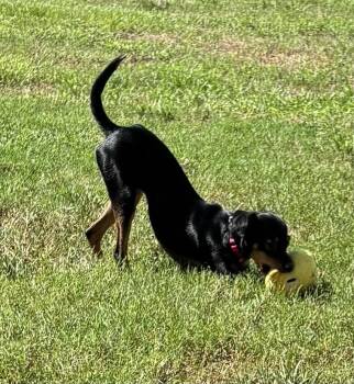 Missy -  Mixed Breed and Miniature Pinscher Dog for Adoption in Brookshire, Texas - Missy | PetCurious