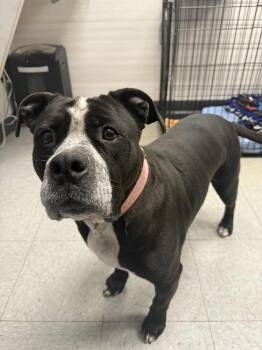 Rescue American Bully Dogs for Adoption in Martinsville, Indiana - Solonge | PetCurious
