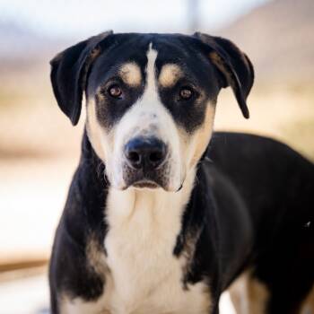 Rescue Labrador Retriever Dogs for Adoption in Twentynine Palms, California - Sally (Luna) | PetCurious