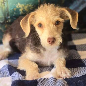 Evie -  Chihuahua and Miniature Schnauzer Dog for Adoption in Tylertown, Mississippi - Evie | PetCurious
