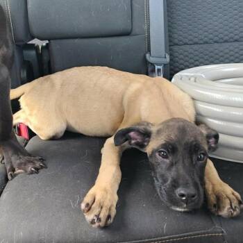 Great Dane and Mixed Breed Dogs Available for Adoption in Hohenwald, Tennessee - Biscuit | PetCurious