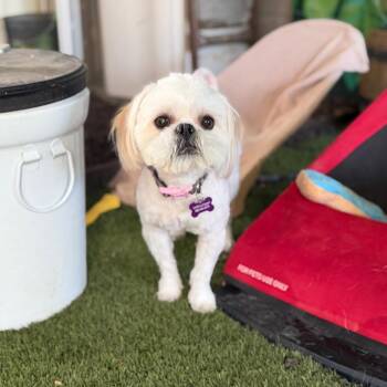Shih Tzu Dogs Available for Adoption in Phoenix, Arizona - Diesel | PetCurious
