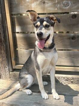 Rescue German Shepherd Dog and Black Labrador Retriever Dogs for Adoption in Irvine, California - Decca | PetCurious