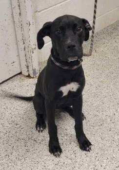 Oakley -  Pit Bull Terrier and Mixed Breed Dog for Adoption in Kansas City, Missouri - Oakley | PetCurious