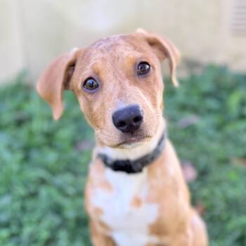 Amber -  Beagle and Pit Bull Terrier Dog for Adoption in Columbia, Maryland - Amber | PetCurious