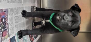 Black Labrador Retriever Dogs Available for Adoption in Marion, Mississippi - Aurora | PetCurious