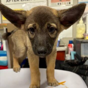 Goosey -  Shepherd and Mixed Breed Dog for Adoption in Yuma, Arizona - Goosey | PetCurious