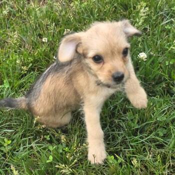Dolores -  Mixed Breed Dog for Adoption in Fredericksburg, Virginia - Dolores | PetCurious