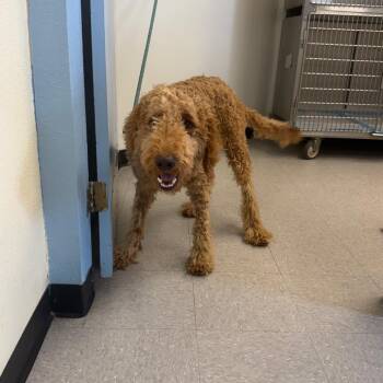 Preston 26-06-156 -  Standard Poodle Dog for Adoption in Bastrop, Texas - Preston 26-06-156 | PetCurious