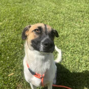 Archer -  Mixed Breed Dog for Adoption in Pearland, Texas - Archer | PetCurious