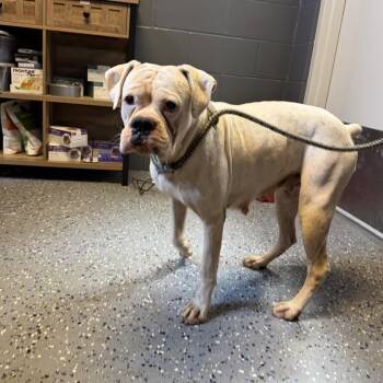 TUSC-Stray-84886 -  Boxer and English Bulldog Dog for Adoption in Tuscaloosa, Alabama - TUSC-Stray-84886 | PetCurious