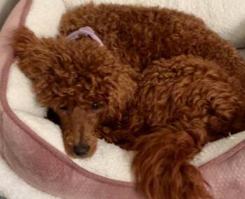 Scarlett -  Poodle Dog for Adoption in Wolcott, Connecticut - Scarlett | PetCurious