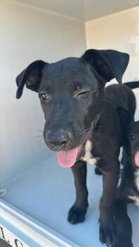 Rescue Labrador Retriever and Mixed Breed Dogs for Adoption in Houston, Texas - A643920 | PetCurious