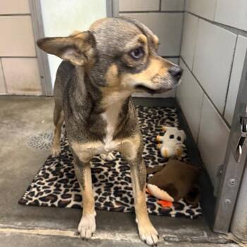 Hillary -  Miniature Pinscher and Mixed Breed Dog for Adoption in Waynesburg, Pennsylvania - Hillary | PetCurious
