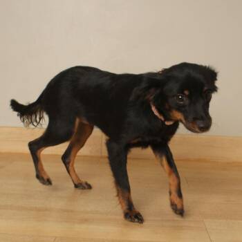 Lucie D70501 -  Papillon and Mixed Breed Dog for Adoption in Minnetonka, Minnesota - Lucie D70501 | PetCurious