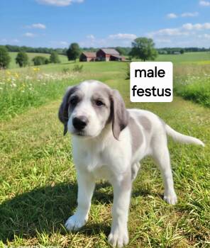 Festus -  Great Dane Dog for Adoption in Manchester, Connecticut - Festus | PetCurious