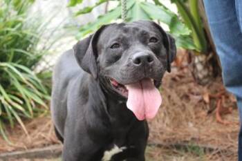 American Bulldog and Mixed Breed Dogs Available for Adoption in Brunswick, Georgia - Felicity | PetCurious