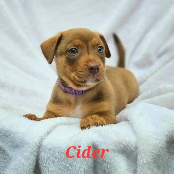 Rescue Mixed Breed and Boxer Dogs for Adoption in Fairfax Station, Virginia - Cider | PetCurious