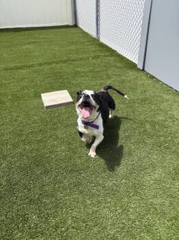 Charlie -  Terrier and Beagle Dog for Adoption in Cedar Rapids, Iowa - Charlie | PetCurious