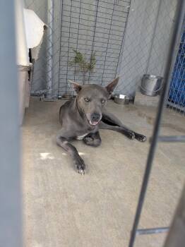 Anubis -  Mixed Breed and Pit Bull Terrier Dog for Adoption in Brownwood, Texas - Anubis | PetCurious