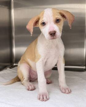 Carmen -  Labrador Retriever and Hound Dog for Adoption in Pawleys Island, South Carolina - Carmen | PetCurious