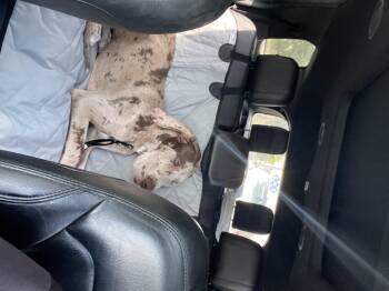 Rescue Great Dane Dogs for Adoption in Lindenhurst, New York - Dexter | PetCurious