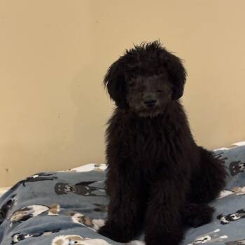 Luke -  Poodle and Mixed Breed Dog for Adoption in Falls Church, Virginia - Luke | PetCurious