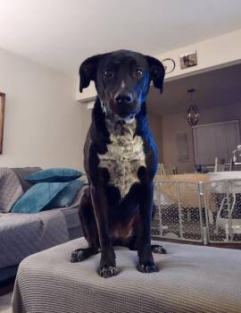 Abby -  Labrador Retriever Dog for Adoption in Greenlawn, New York - Abby | PetCurious