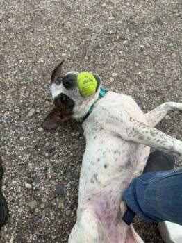 Bandit -  Beagle and Chihuahua Dog for Adoption in Mishawaka, Indiana - Bandit | PetCurious