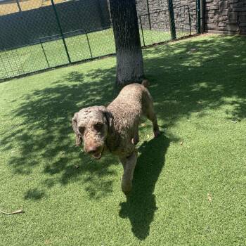 Gaston 1148 -  Poodle Dog for Adoption in Loxahatchee Groves, Florida - Gaston 1148 | PetCurious