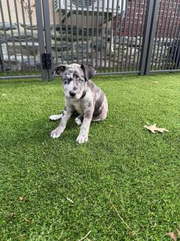 Rescue Australian Cattle Dog Blue Heeler and Catahoula Leopard Dog Dogs for Adoption in Hatfield, Pennsylvania - Hope | PetCurious
