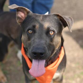 CASTLE -  Labrador Retriever Dog for Adoption in San Antonio, Texas - CASTLE | PetCurious