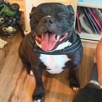 Aiden the biggie boy -  American Staffordshire Terrier Dog for Adoption in Houston, Texas - Aiden The Biggie Boy | PetCurious