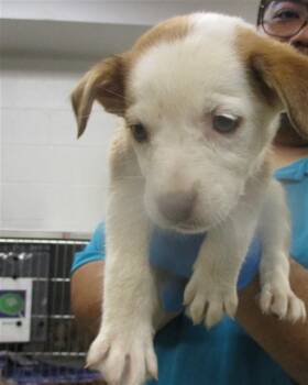 A472534 -  Hound and Mixed Breed Dog for Adoption in Oklahoma City, Oklahoma - A472534 | PetCurious