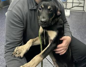 APOLLO -  Black Mouth Cur and Mixed Breed Dog for Adoption in Anchorage, Alaska - APOLLO | PetCurious
