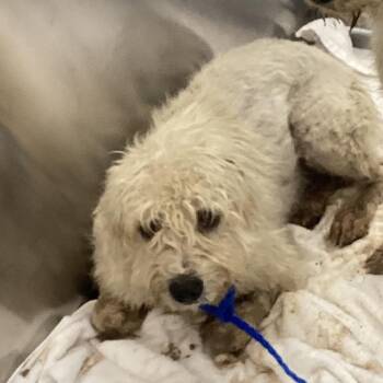 Quarterflash -  Wirehaired Terrier Dog for Adoption in Montgomery, Alabama - Quarterflash | PetCurious