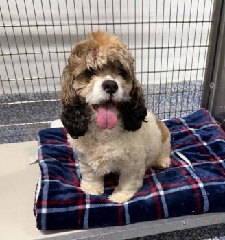 Mac Mack -  Cockapoo Dog for Adoption in Maumelle, Arkansas - Mac Mack | PetCurious