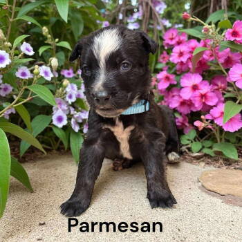 Rescue Border Collie and Labrador Retriever Dogs for Adoption in Gilberts, Illinois - Parmesan | PetCurious