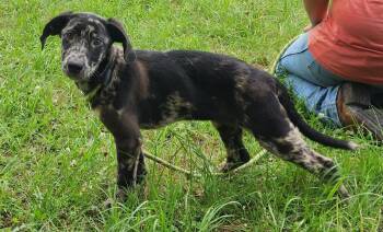 260600  Cinderella -  Labrador Retriever and Catahoula Leopard Dog Dog Available for Adoption in Wetumpka, Alabama - 260600  Cinderella | PetCurious